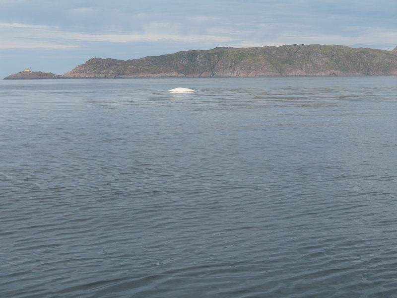 Баренцево 08.2009 Баренцево 08.2009