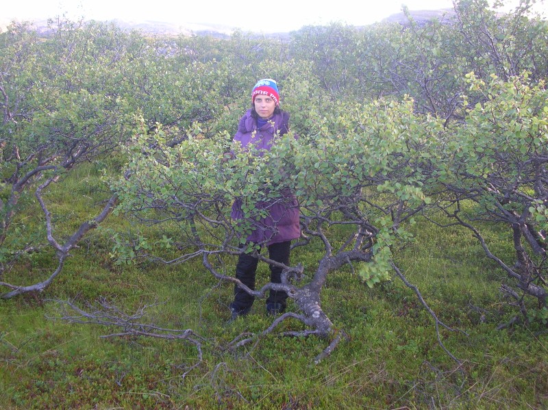 деревья такие деревья такие