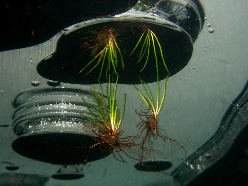 Натюрморт подольдом, композиция 2 Натюрморт подольдом, композиция 2