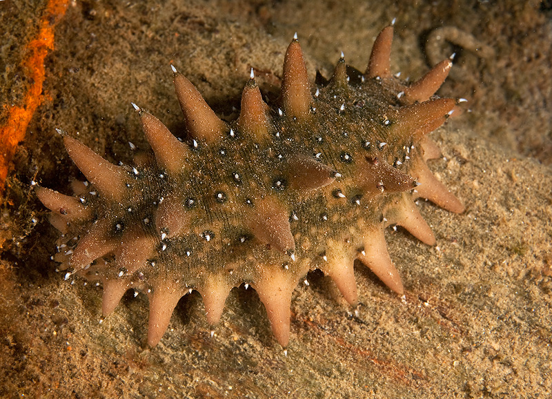 Бухта Витязь Бухта Витязь