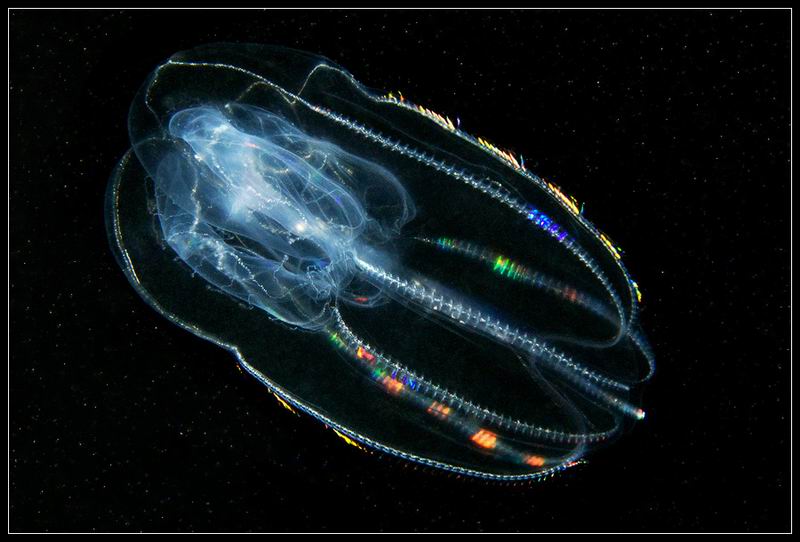 Болинопсиса (Bolinopsis infundibulum),