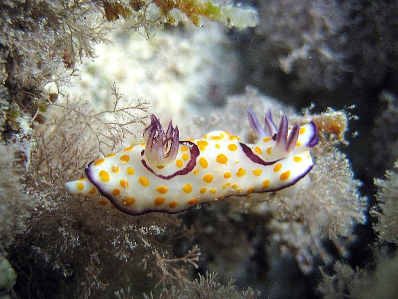 Голожаберник. Голожаберник.