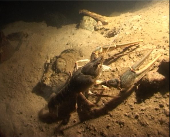 В гостях у Раков! В гостях у Раков!