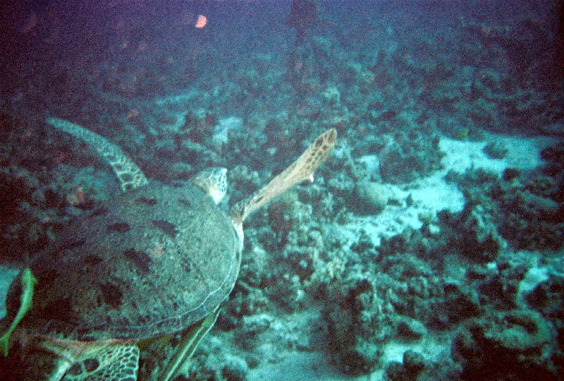 Черепаха1 Черепаха1