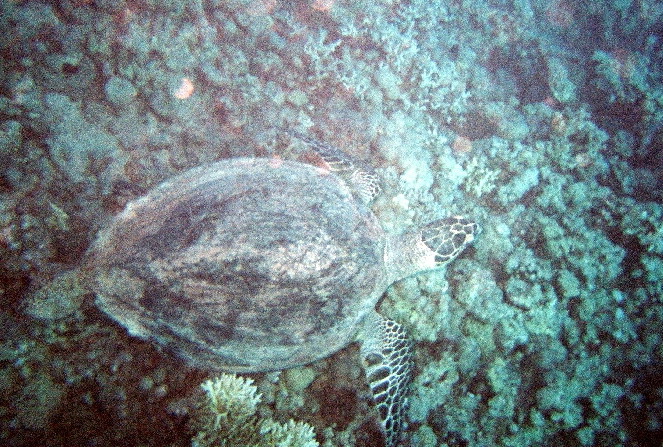 Черепаха2 Черепаха2