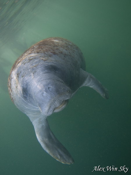 Корова