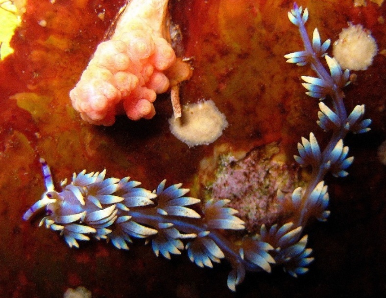 Голожаберник. Голожаберник.