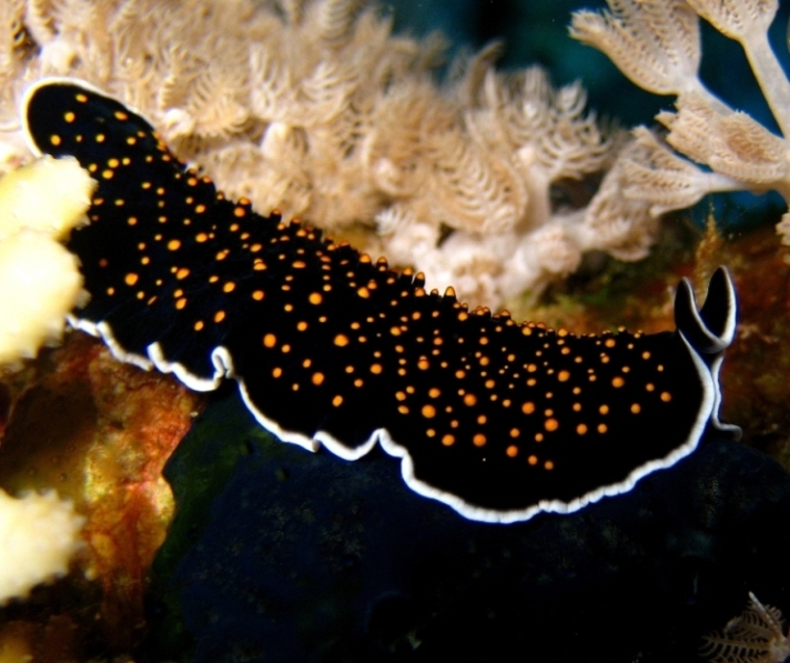 Плоский червь. Плоский червь.