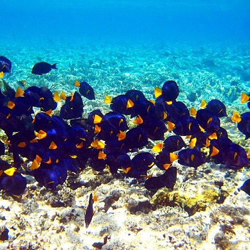 Стайка жёлтохвостых зебрасом. (Рас-Абу-Галум). Стайка жёлтохвостых зебрасом. (Рас-Абу-Галум).