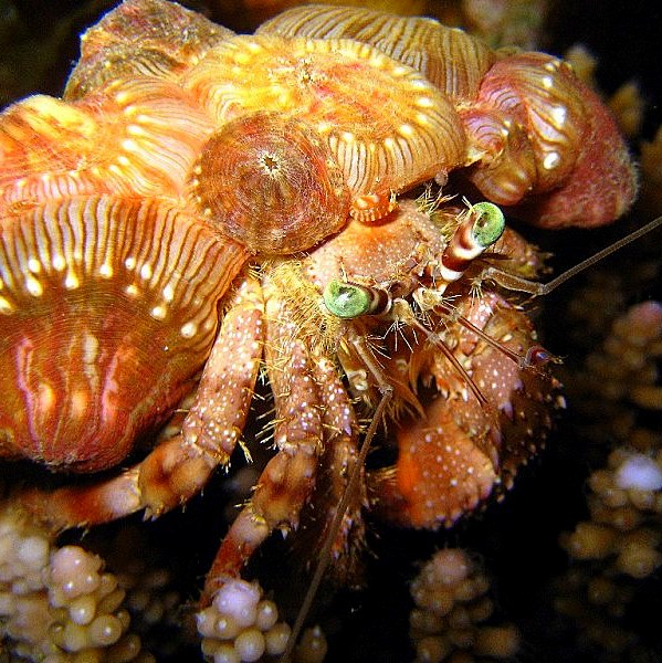 Рак-отшельник. Рак-отшельник.