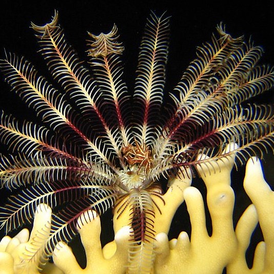 Морская лилия с шипастым крабом в середине. Морская лилия с шипастым крабом в середине.