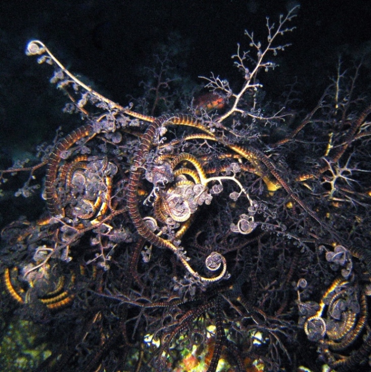 Горгоноцефал. Горгоноцефал.