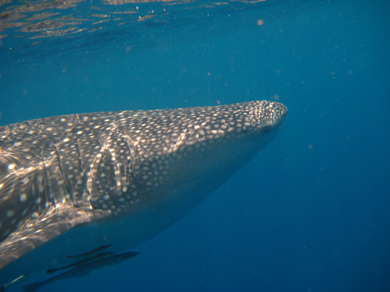 Китовая акула Китовая акула