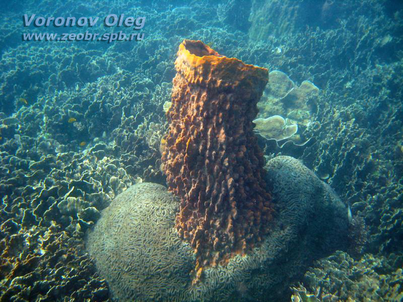 Сиамский залив Сиамский залив