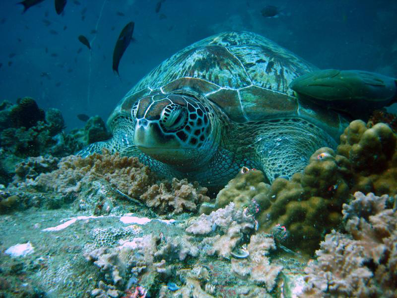 Большая морская черепаха