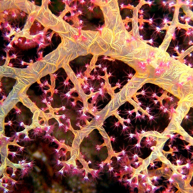 Древовидный коралл. Древовидный коралл.
