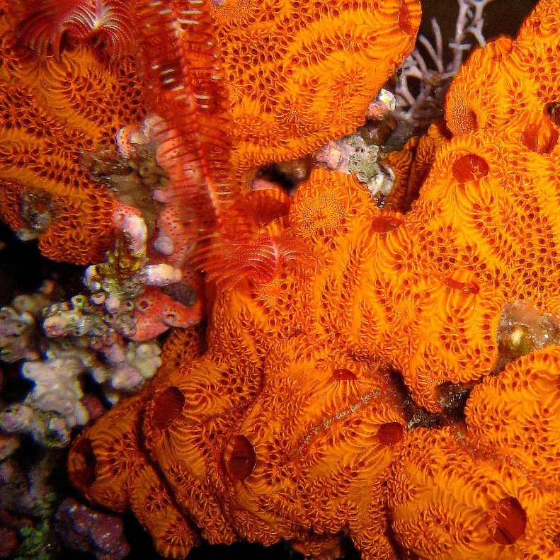 Колониальные асцидии. Колониальные асцидии.