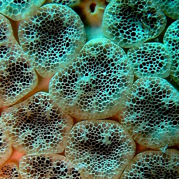 Сотовидная губка. Сотовидная губка.