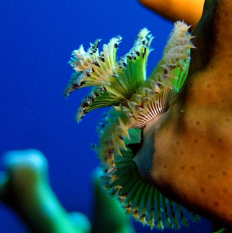 Червь Новогодняя ёлка. Червь Новогодняя ёлка.