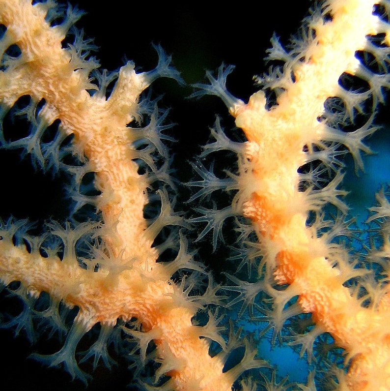 Горгонария Средний морской веер. Горгонария Средний морской веер.