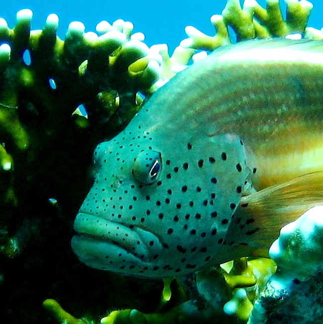 Кудрепер Форстера. Кудрепер Форстера.