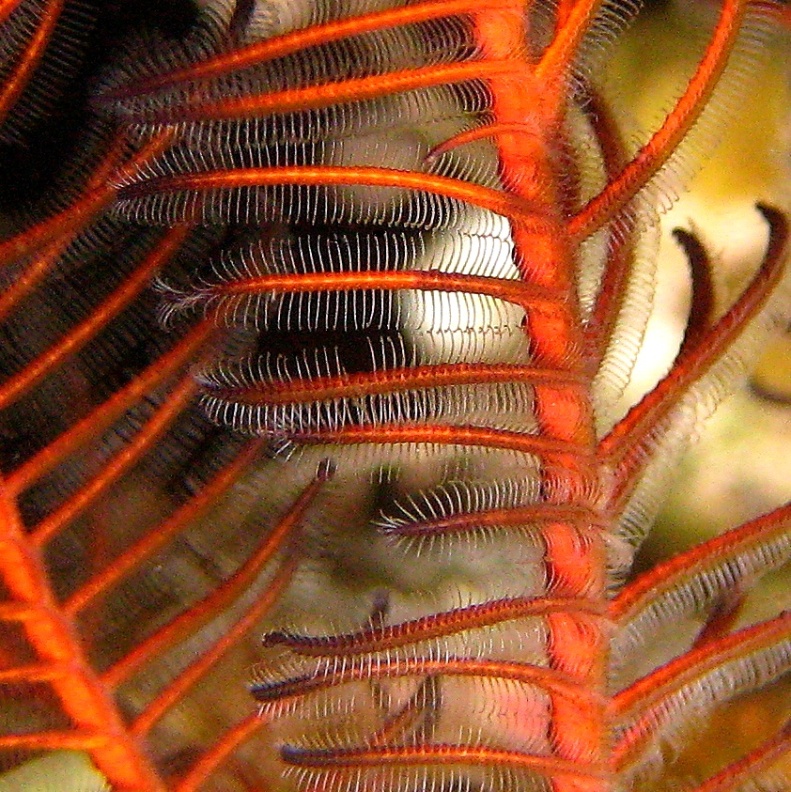 "Реснички" индийской морской лилии. "Реснички" индийской морской лилии.