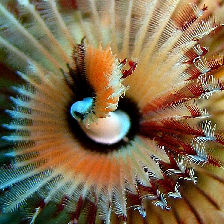 Трубчатый червь. Трубчатый червь.