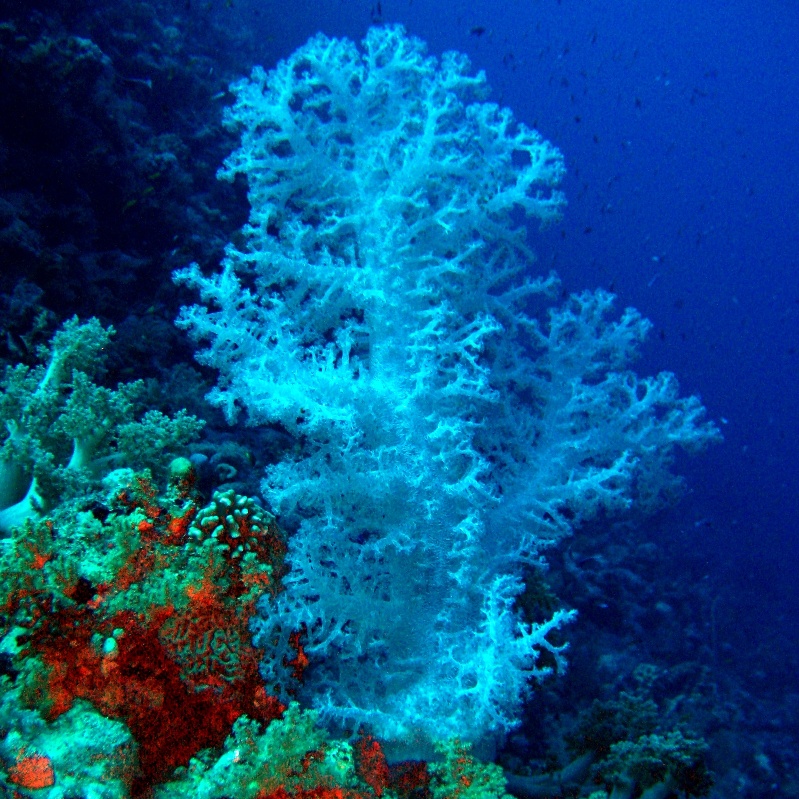 Снежная королева. Снежная королева.