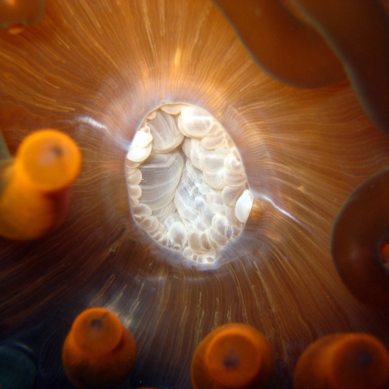 Красная актиния. Красная актиния.