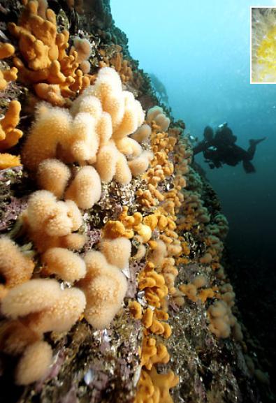 сальтстраумен сальтстраумен