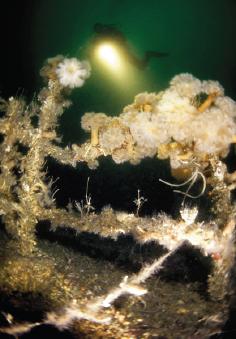 сальтстраумен сальтстраумен