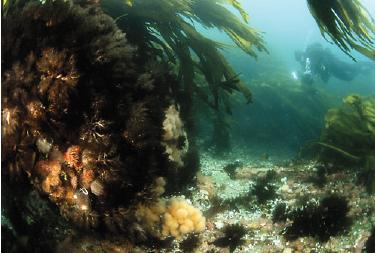 сальтстраумен сальтстраумен