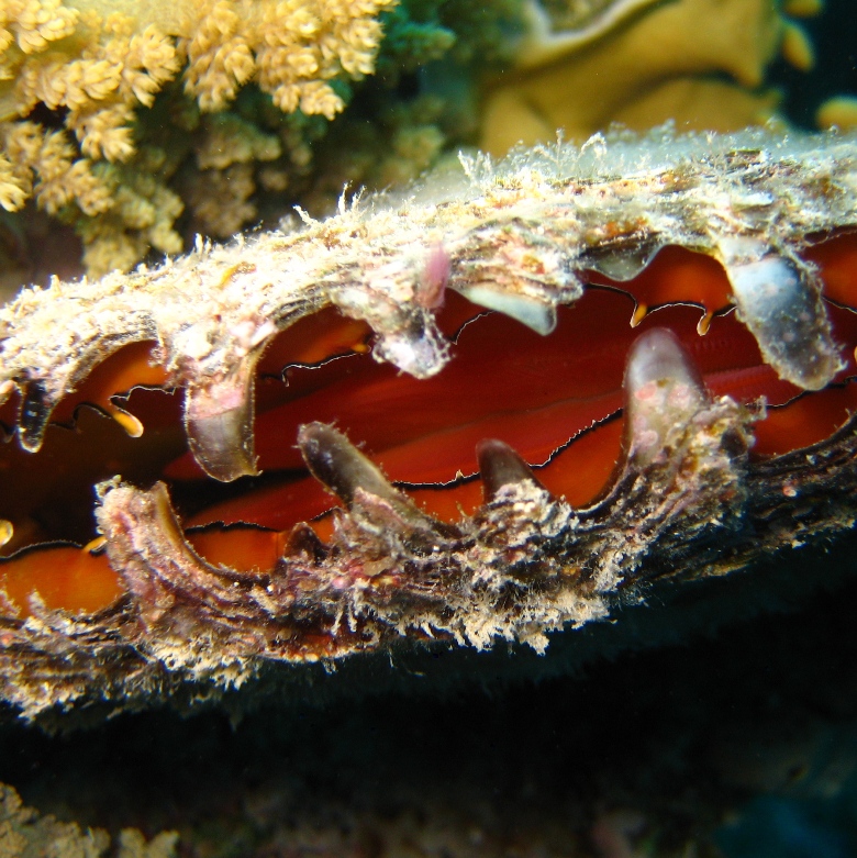 Жемчужница. Жемчужница.