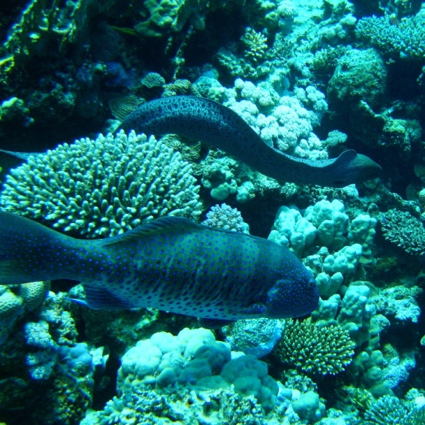 Мурена и групер. Мурена и групер.