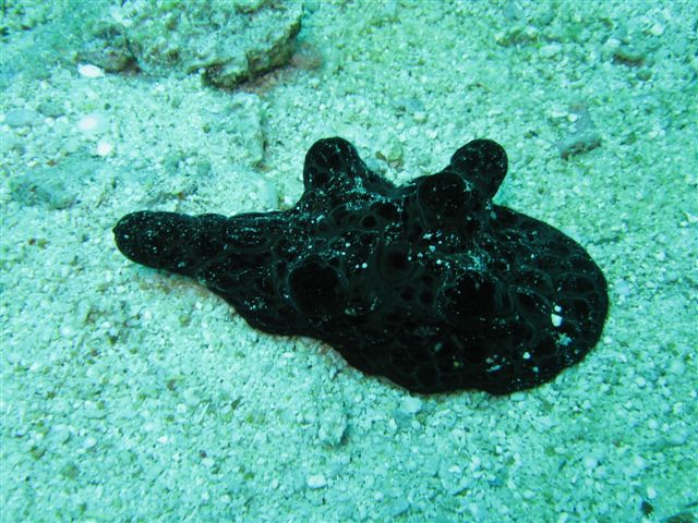 Тоже моллюск Тоже моллюск