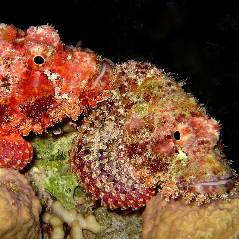 Сладкая парочка. Скорпенопсы. Сладкая парочка. Скорпенопсы.