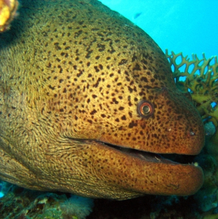 Гигантская мурена. Гигантская мурена.