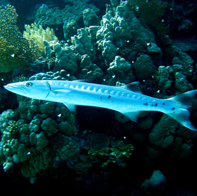 Большая барракуда. Большая барракуда.