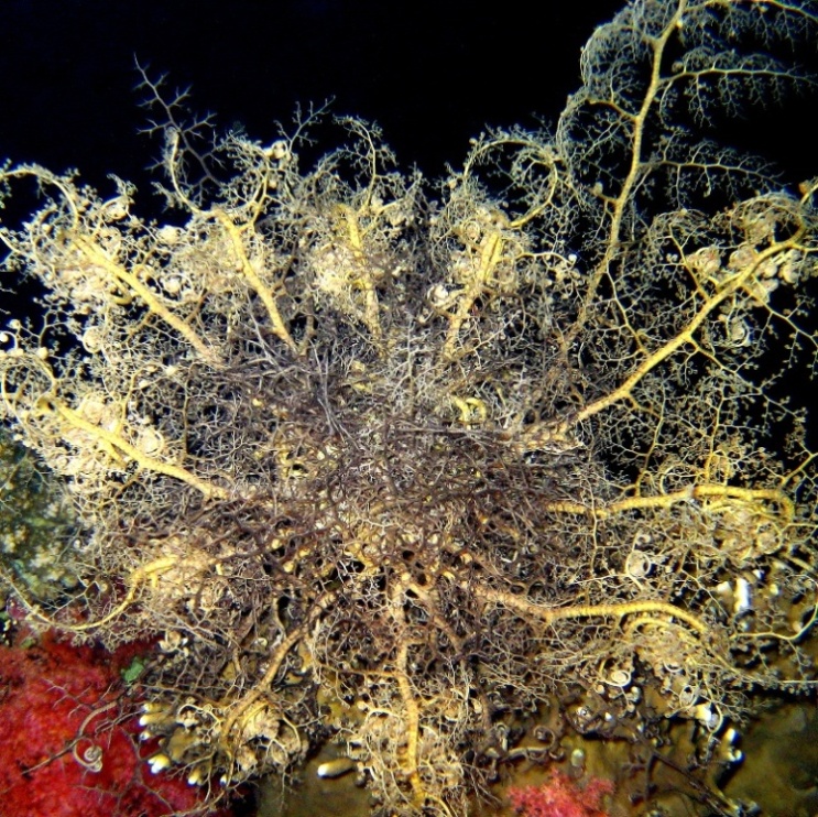 Офиура Горгоноцефал в сумерках вышла из укрытия, но ещё не распустила свои "ветви". Офиура Горгоноцефал в сумерках вышла из укрытия, но ещё не распустила свои "ветви".