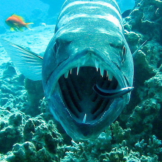 Большая барракуда. Большая барракуда.