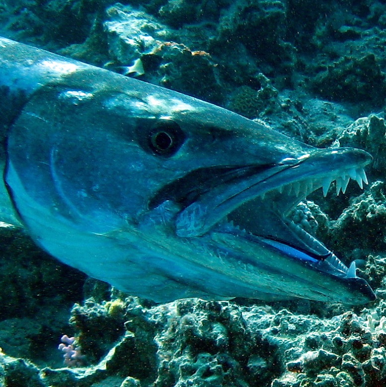 Большая барракуда. Большая барракуда.