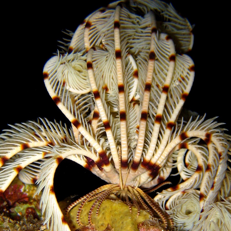 Морская лилия. Морская лилия.