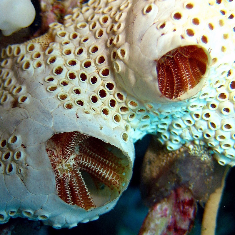 Колониальные асцидии. Колониальные асцидии.