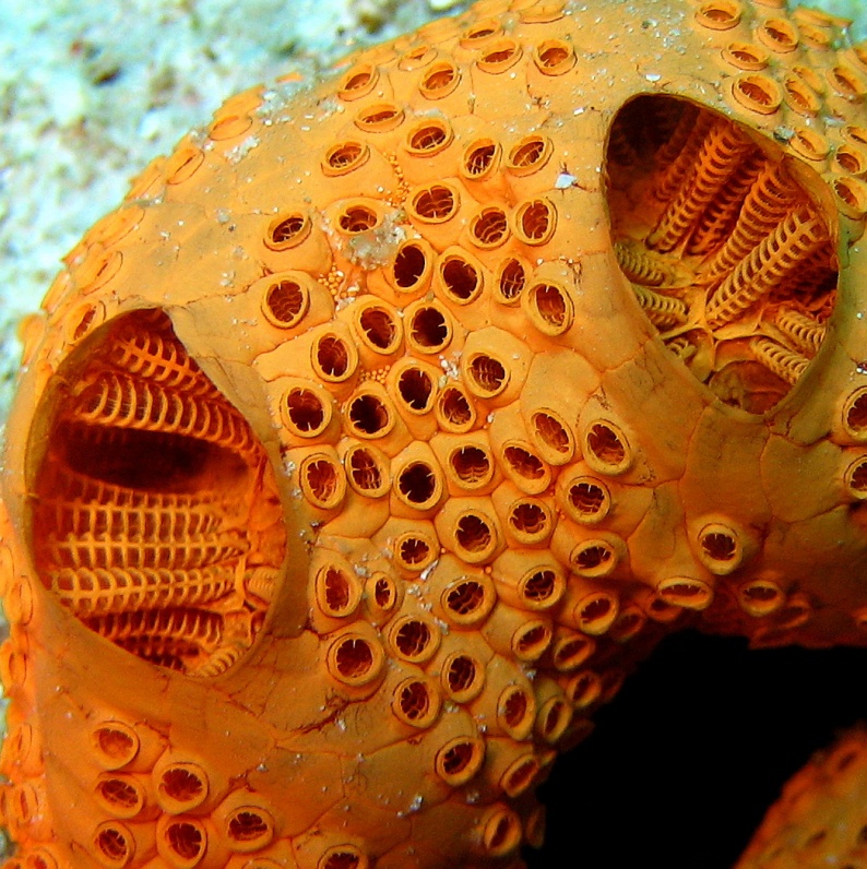 Колониальные асцидии. Колониальные асцидии.