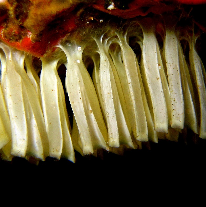 Колониальные асцидии (?). Колониальные асцидии (?).