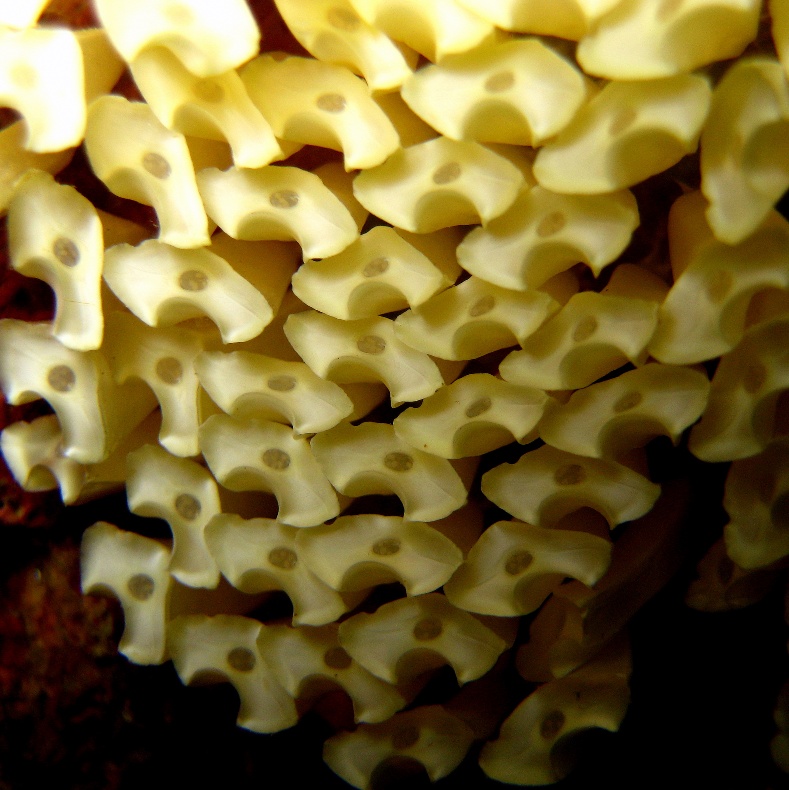 Колониальные асцидии (?). Колониальные асцидии (?).