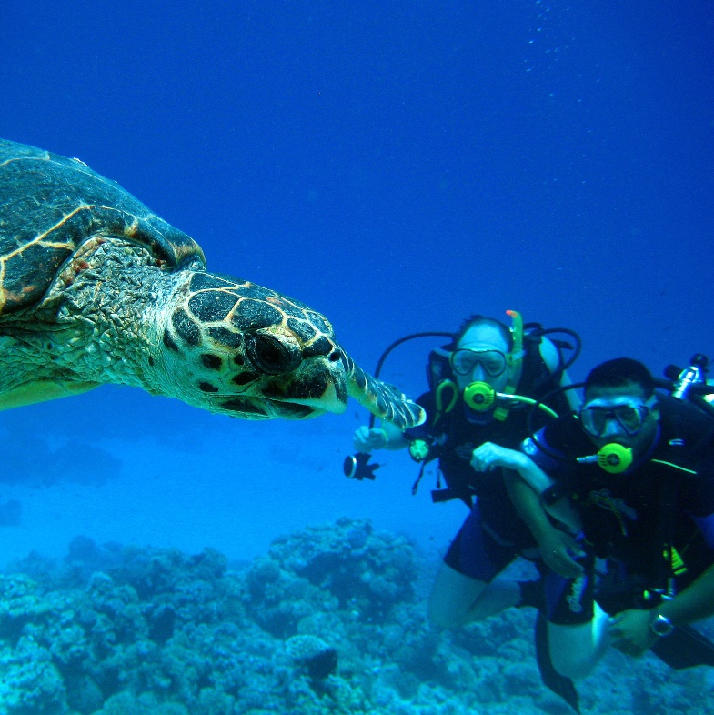 Морская черепаха Бисса. Морская черепаха Бисса.