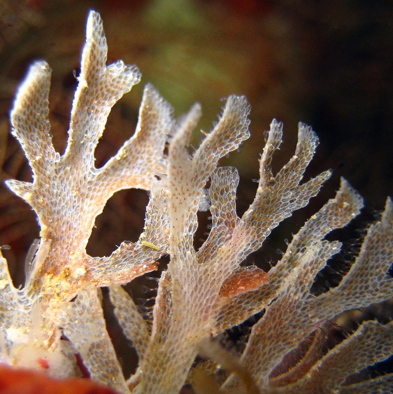 Колония мшанок. Колония мшанок.