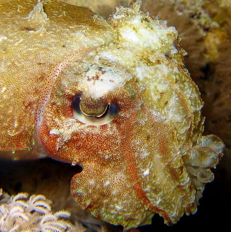 Каракатица. Каракатица.