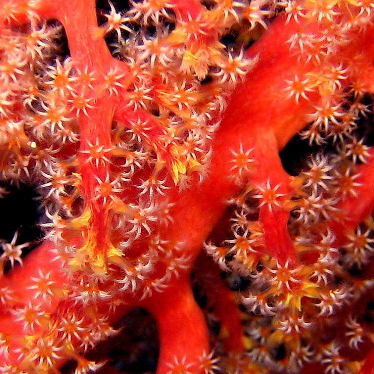 Горгонариевый мягкий коралл. Горгонариевый мягкий коралл.
